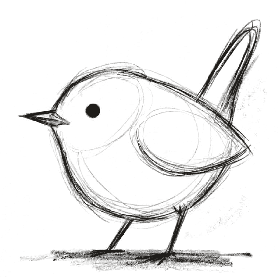 A small wren drawn in charcoal, standing still as if listening